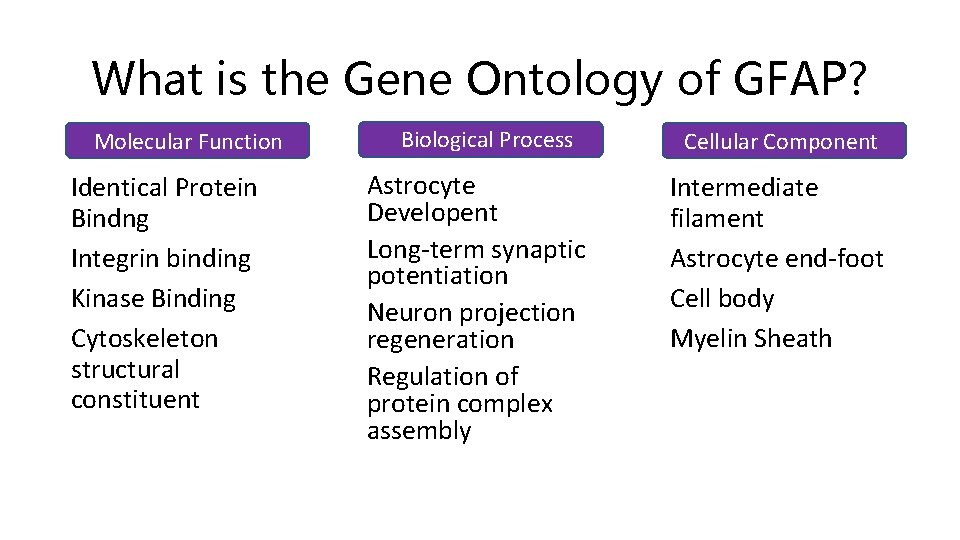 What is the Gene Ontology of GFAP? Molecular Function Identical Protein Bindng Integrin binding