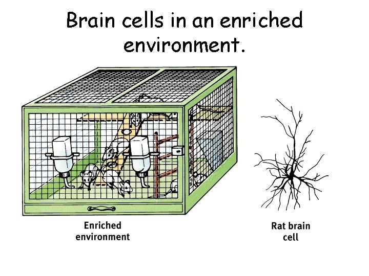 Brain cells in an enriched environment. 