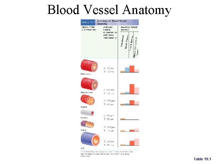 Blood Vessel Anatomy Table 19. 1 