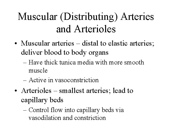 Muscular (Distributing) Arteries and Arterioles • Muscular arteries – distal to elastic arteries; deliver
