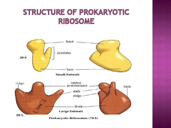 STRUCTURE OF PROKARYOTIC RIBOSOME 
