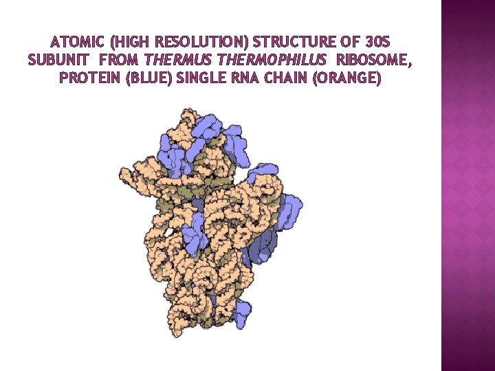 ATOMIC (HIGH RESOLUTION) STRUCTURE OF 30 S SUBUNIT FROM THERMUS THERMOPHILUS RIBOSOME, PROTEIN (BLUE)