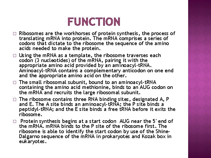 FUNCTION � � � Ribosomes are the workhorses of protein synthesis, the process of