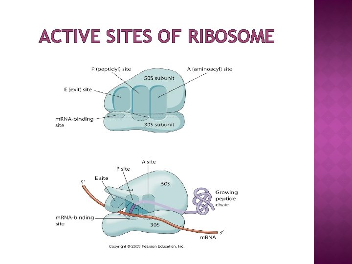 ACTIVE SITES OF RIBOSOME 