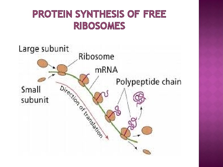 PROTEIN SYNTHESIS OF FREE RIBOSOMES 