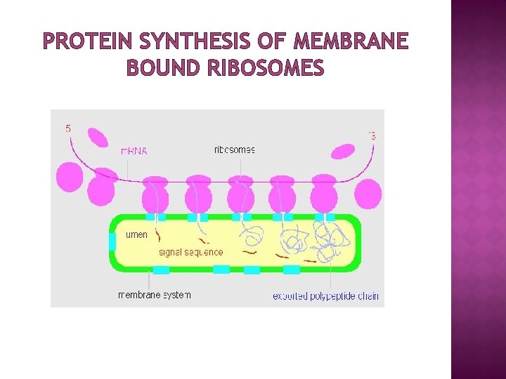 PROTEIN SYNTHESIS OF MEMBRANE BOUND RIBOSOMES 