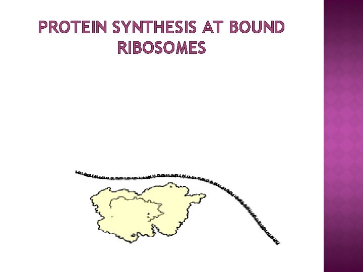 PROTEIN SYNTHESIS AT BOUND RIBOSOMES 
