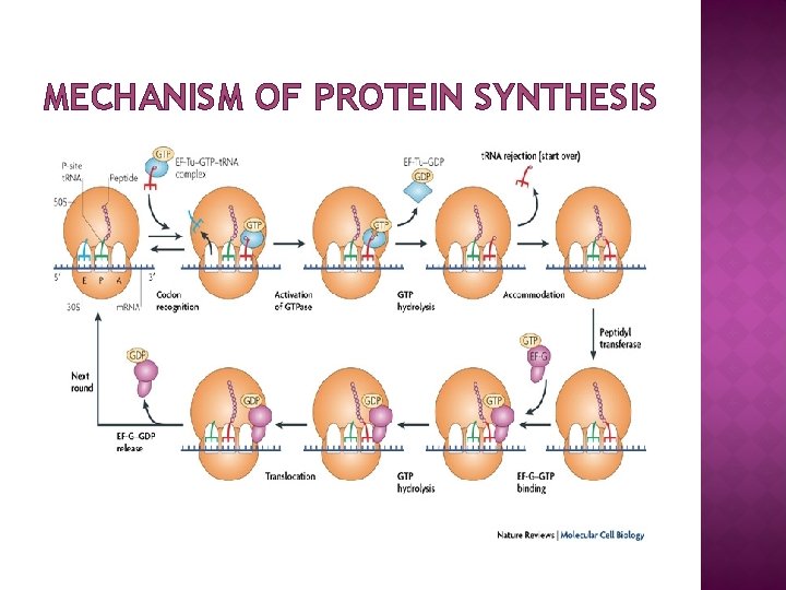 MECHANISM OF PROTEIN SYNTHESIS 