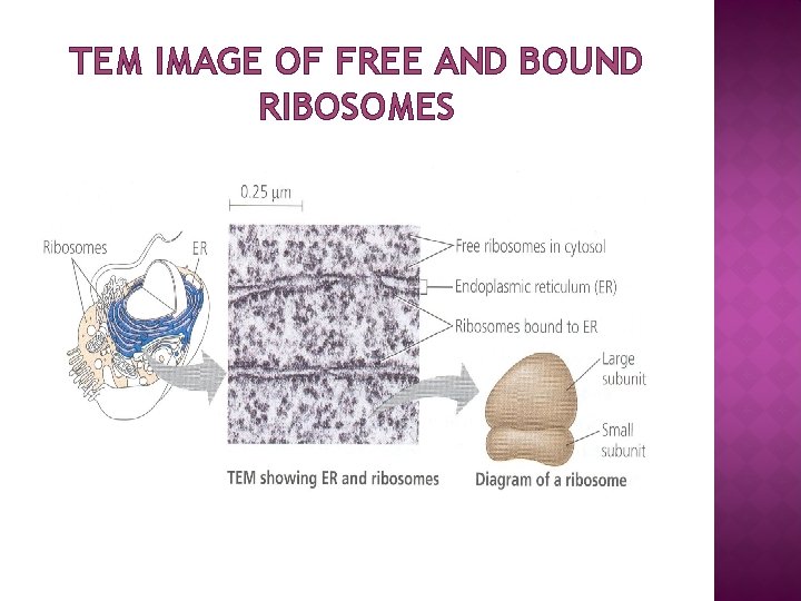 TEM IMAGE OF FREE AND BOUND RIBOSOMES 