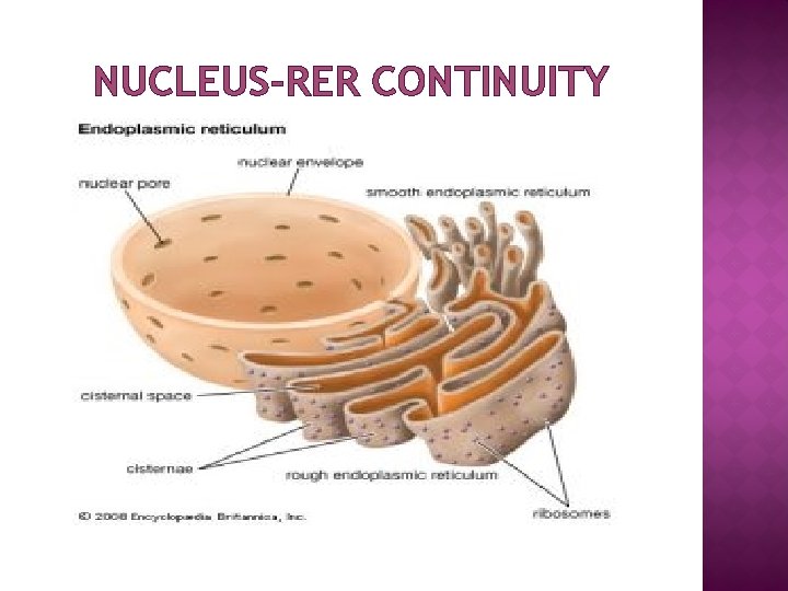 NUCLEUS-RER CONTINUITY 