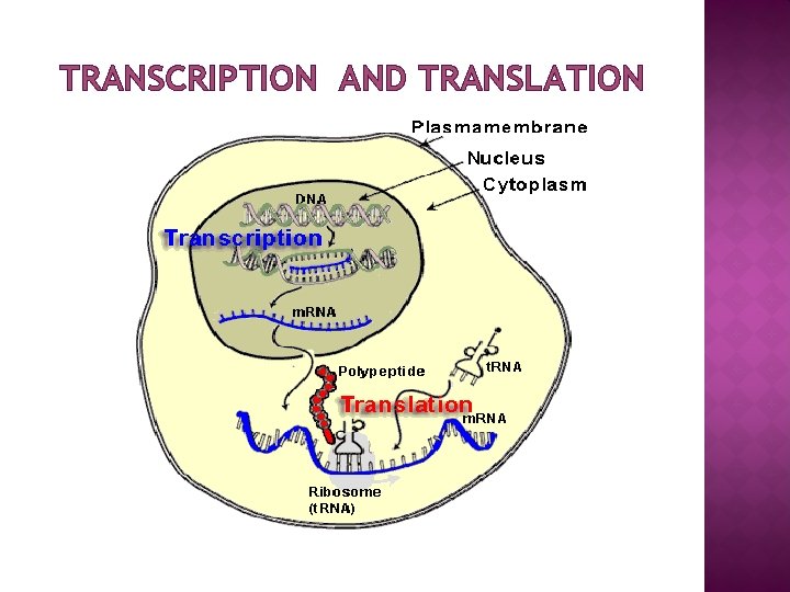 TRANSCRIPTION AND TRANSLATION 
