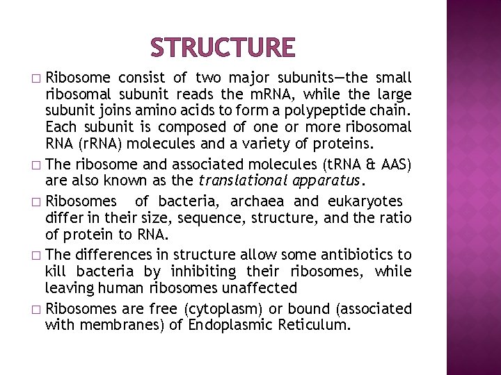 STRUCTURE Ribosome consist of two major subunits—the small ribosomal subunit reads the m. RNA,