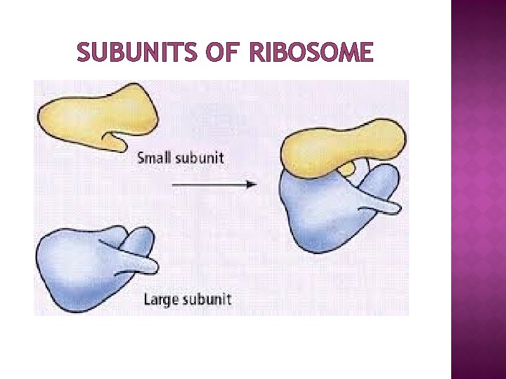 SUBUNITS OF RIBOSOME 
