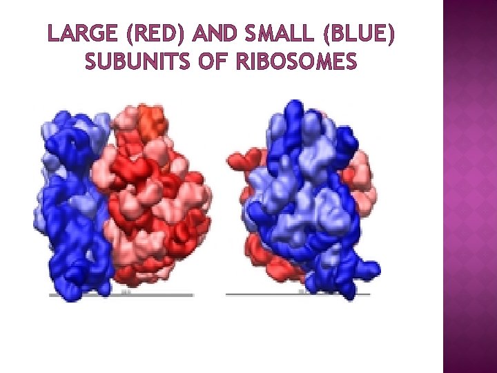 LARGE (RED) AND SMALL (BLUE) SUBUNITS OF RIBOSOMES 