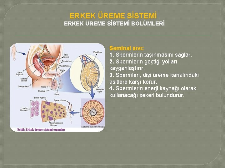 ERKEK ÜREME SİSTEMİ BÖLÜMLERİ Seminal sıvı: 1. Spermlerin taşınmasını sağlar. 2. Spermlerin geçtiği yolları