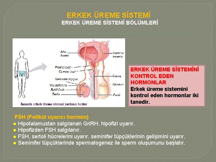 ERKEK ÜREME SİSTEMİ BÖLÜMLERİ ERKEK ÜREME SİSTEMİNİ KONTROL EDEN HORMONLAR Erkek üreme sistemini kontrol