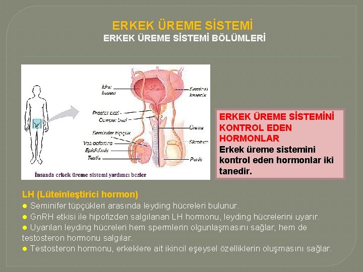 ERKEK ÜREME SİSTEMİ BÖLÜMLERİ ERKEK ÜREME SİSTEMİNİ KONTROL EDEN HORMONLAR Erkek üreme sistemini kontrol