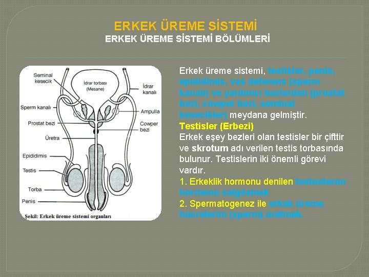 ERKEK ÜREME SİSTEMİ BÖLÜMLERİ Erkek üreme sistemi, testisler, penis, epididimis, vas deferens (sperm kanalı)