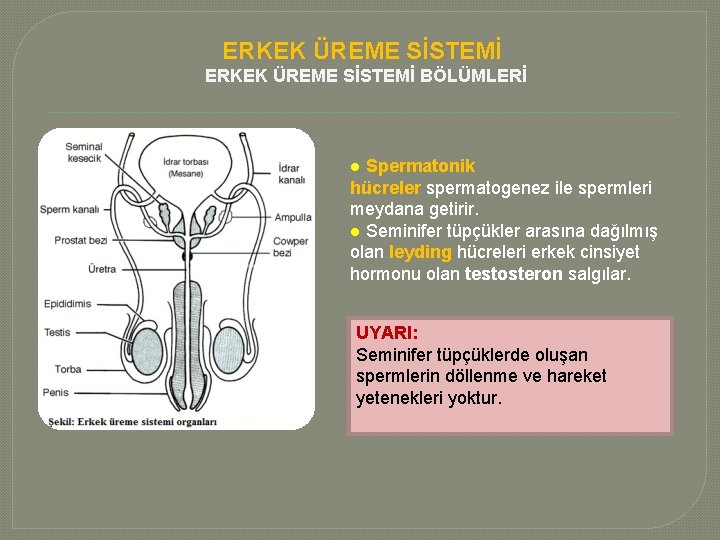 ERKEK ÜREME SİSTEMİ BÖLÜMLERİ ● Spermatonik hücreler spermatogenez ile spermleri meydana getirir. ● Seminifer