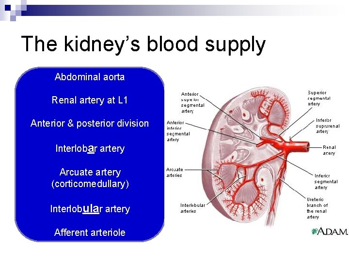 The kidney’s blood supply Abdominal aorta Renal artery at L 1 Anterior & posterior