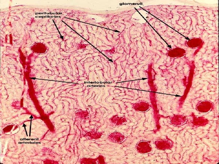 Renal microvasculature 