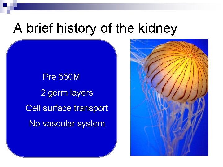 A brief history of the kidney Pre 550 M 2 germ layers Cell surface