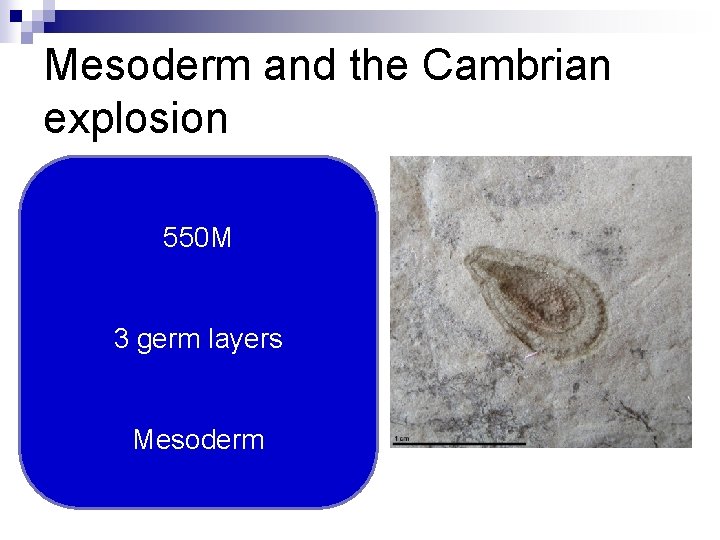 Mesoderm and the Cambrian explosion 550 M 3 germ layers Mesoderm 