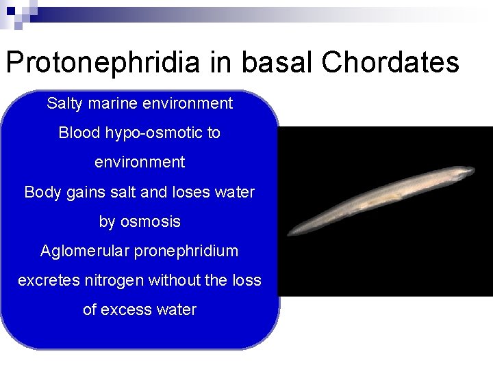 Protonephridia in basal Chordates Salty marine environment Blood hypo-osmotic to environment Body gains salt
