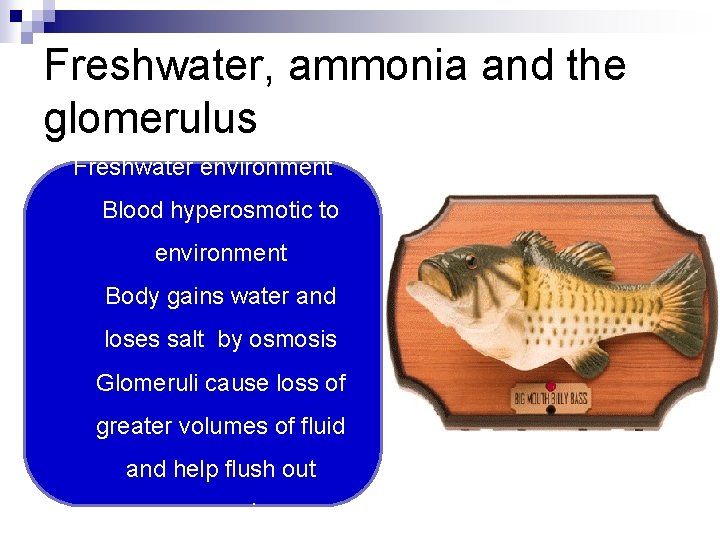 Freshwater, ammonia and the glomerulus Freshwater environment Blood hyperosmotic to environment Body gains water