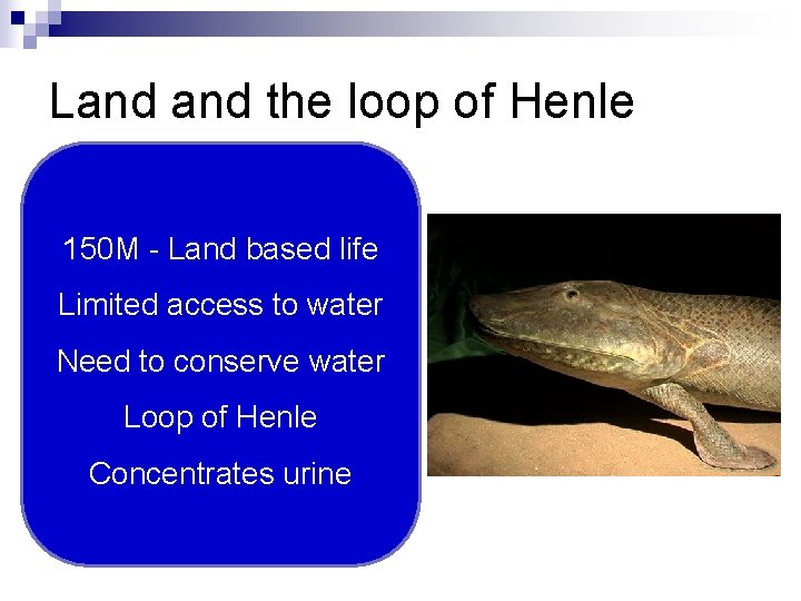 Land the loop of Henle 150 M - Land based life Limited access to