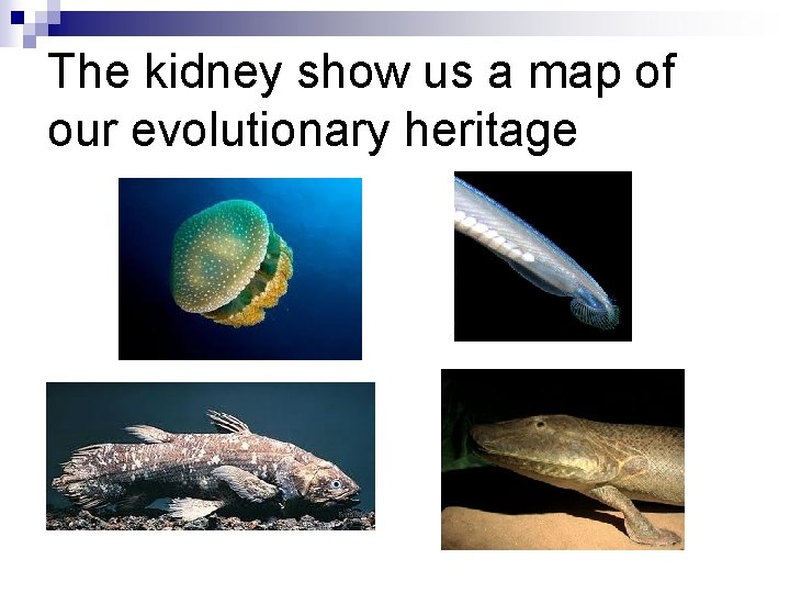 The kidney show us a map of our evolutionary heritage 