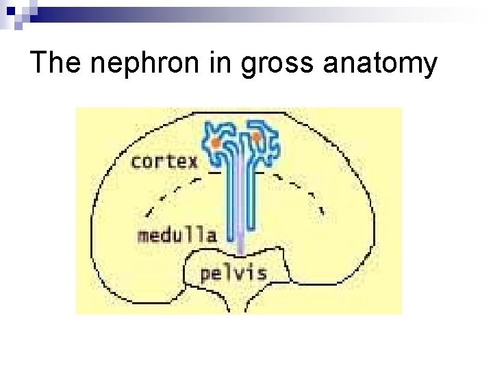 The nephron in gross anatomy 