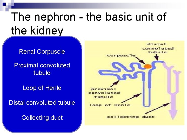 The nephron - the basic unit of the kidney Renal Corpuscle Proximal convoluted tubule
