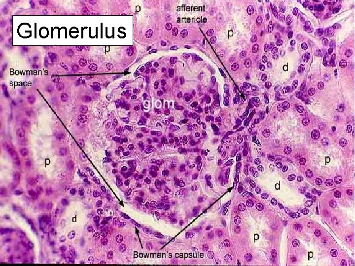 Glomerulus 