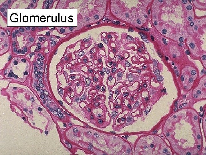 Glomerulus 