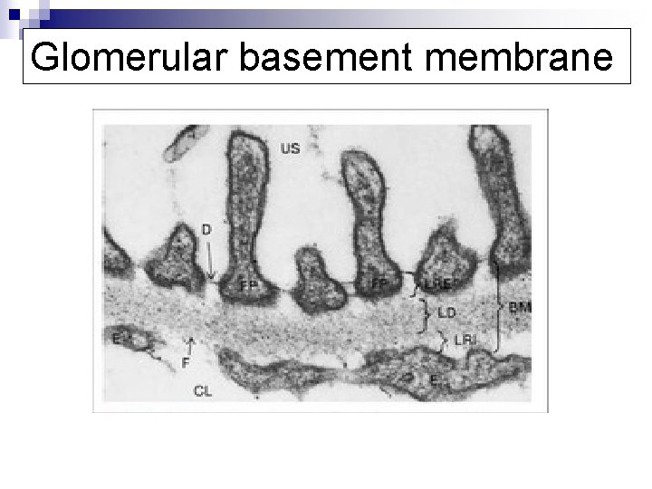 Glomerular basement membrane 