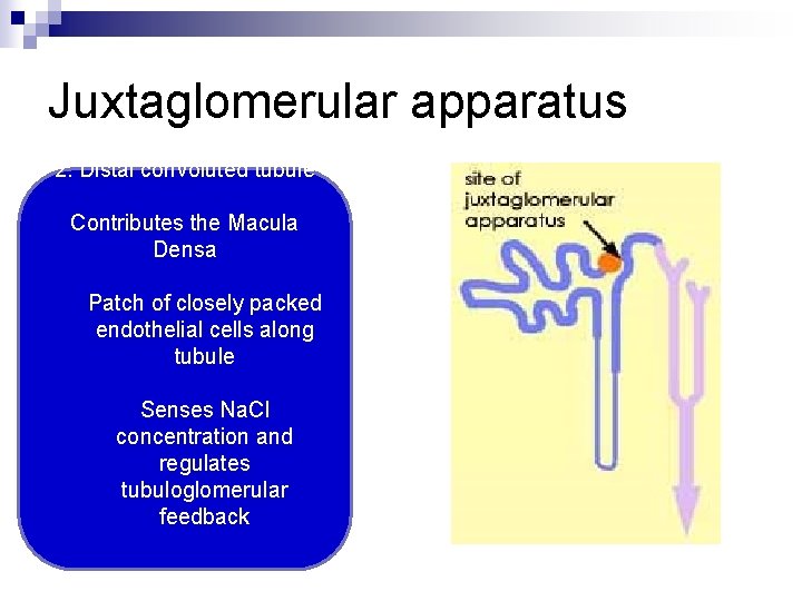 Juxtaglomerular apparatus 2. Distal convoluted tubule Contributes the Macula Densa Patch of closely packed