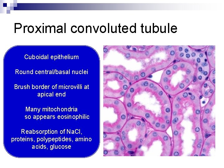 Proximal convoluted tubule Cuboidal epithelium Round central/basal nuclei Brush border of microvilli at apical