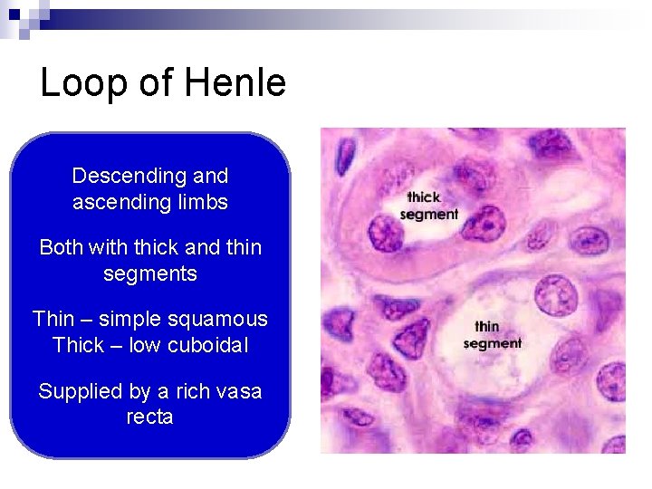 Loop of Henle Descending and ascending limbs Both with thick and thin segments Thin
