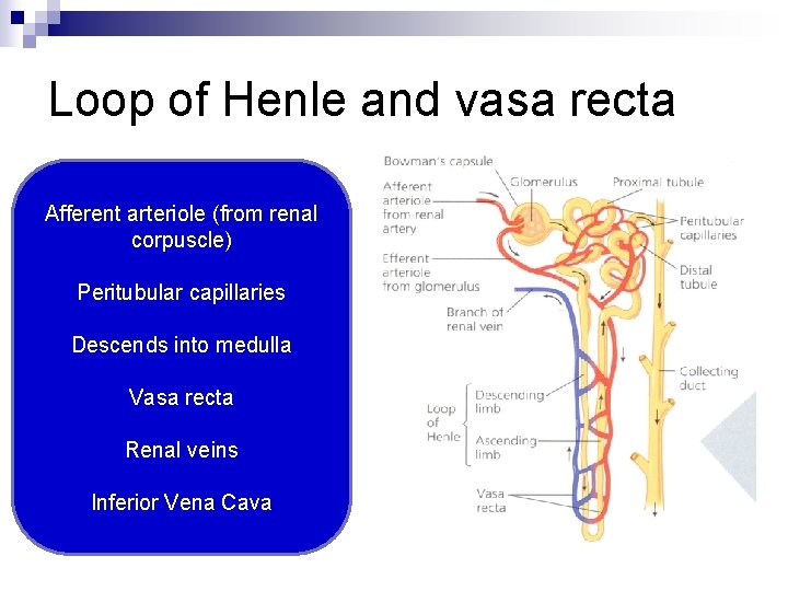 Loop of Henle and vasa recta Afferent arteriole (from renal corpuscle) Peritubular capillaries Descends