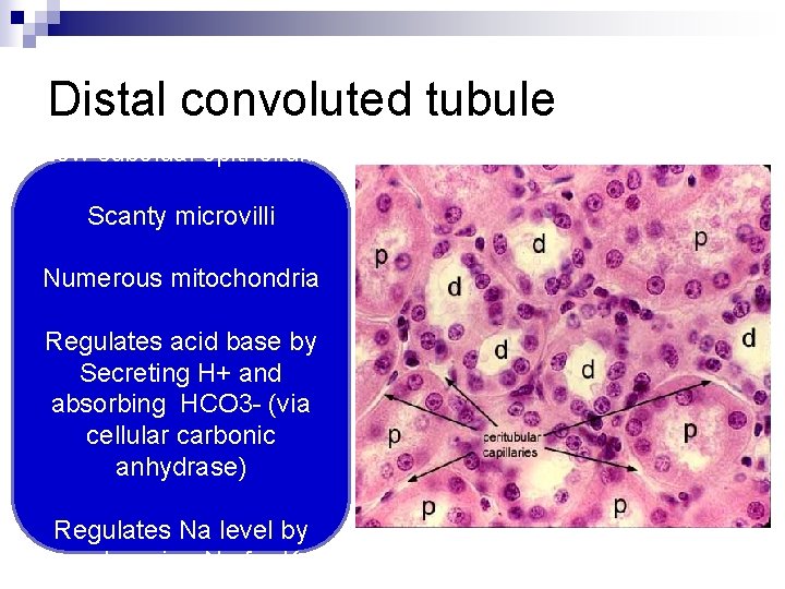 Distal convoluted tubule Low cuboidal epithelium Scanty microvilli Numerous mitochondria Regulates acid base by