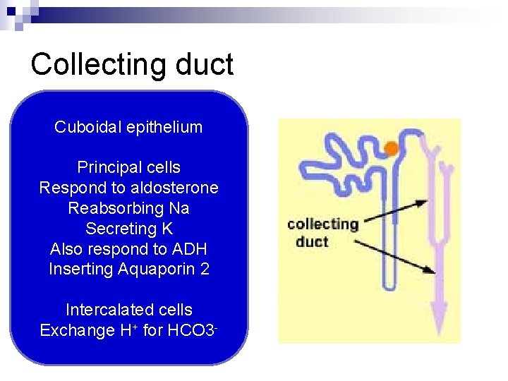 Collecting duct Cuboidal epithelium Principal cells Respond to aldosterone Reabsorbing Na Secreting K Also
