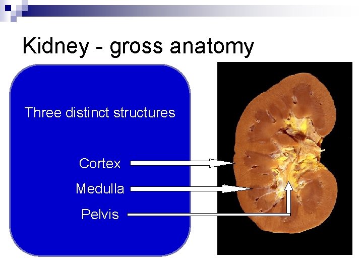 Kidney - gross anatomy Three distinct structures Cortex Medulla Pelvis 