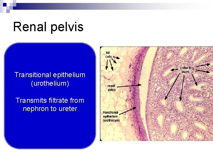 Renal pelvis Transitional epithelium (urothelium) Transmits filtrate from nephron to ureter 