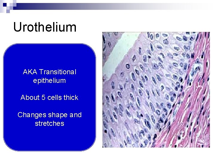 Urothelium AKA Transitional epithelium About 5 cells thick Changes shape and stretches 