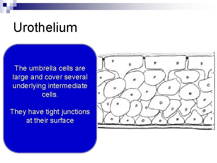 Urothelium The umbrella cells are large and cover several underlying intermediate cells. They have