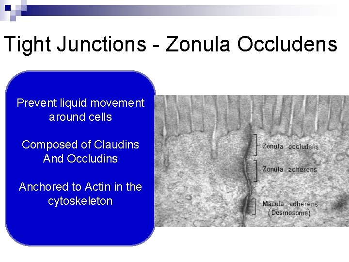 Tight Junctions - Zonula Occludens Prevent liquid movement around cells Composed of Claudins And