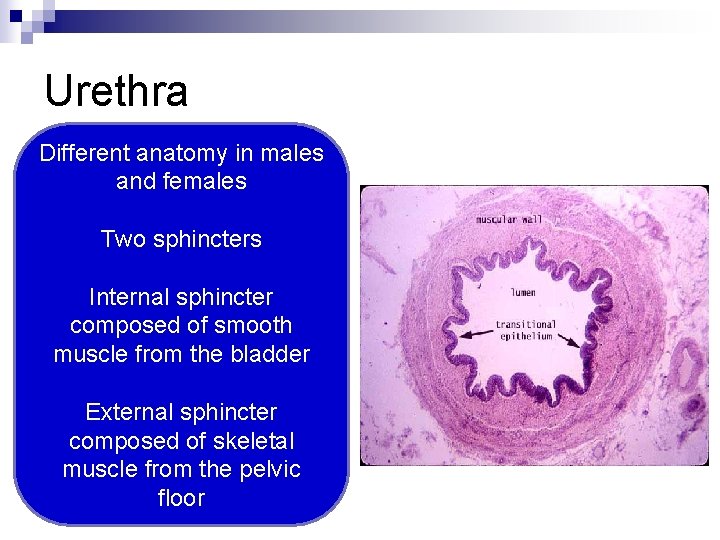 Urethra Different anatomy in males and females Two sphincters Internal sphincter composed of smooth