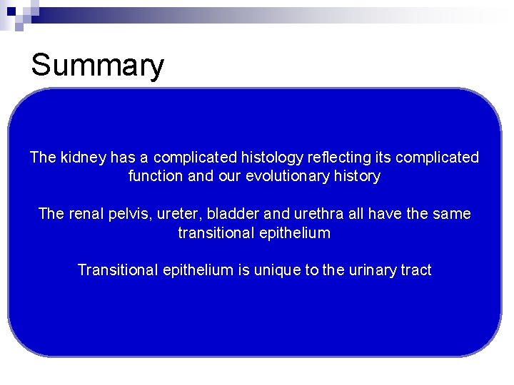 Summary The kidney has a complicated histology reflecting its complicated function and our evolutionary