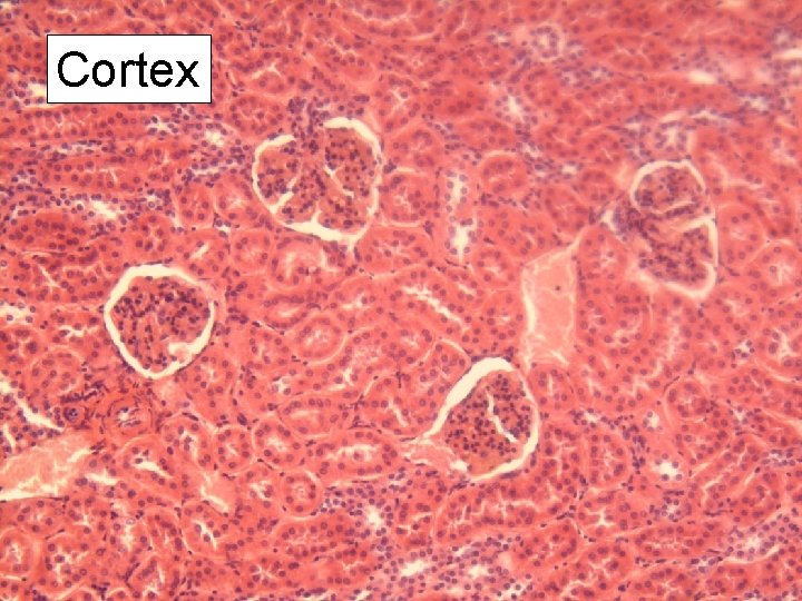 Cortex 